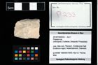 Foto (Objekt + Etikett) von Prosopon sp.  (NHMW-GEO-2014-0194-0233)